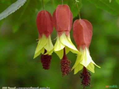 SININHO (Abutilon megapotamicum) Imagem SININHO (Abutilon megapotamicum)