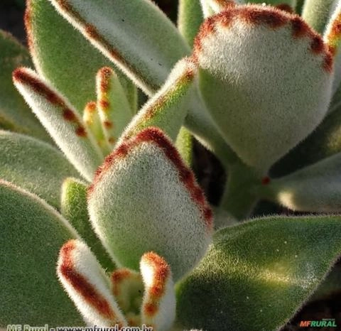 Orelha de Gato ( Kalanchoe tomentosa ) Imagem Orelha de Gato ( Kalanchoe tomentosa )