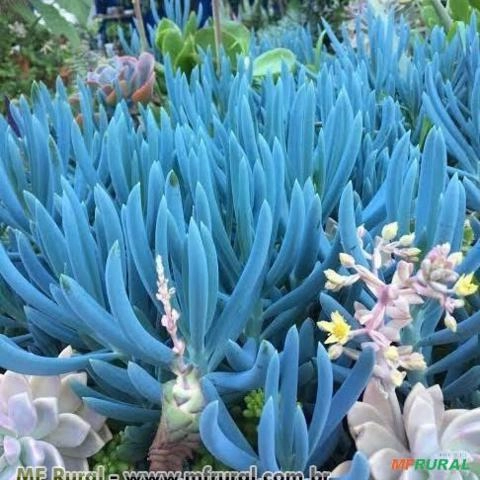 GIZ AZUL (Senecio serpens) Imagem GIZ AZUL (Senecio serpens)