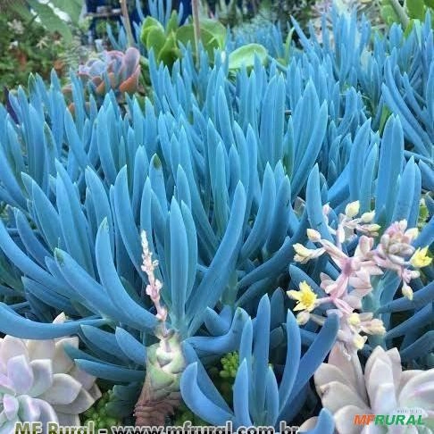 GIZ AZUL (Senecio serpens) Imagem GIZ AZUL (Senecio serpens)