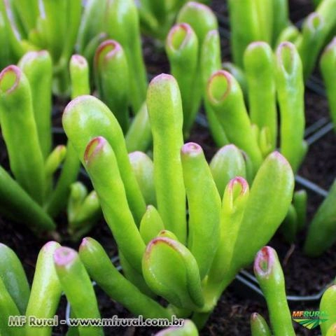 Orelha de Shrek ( Crassula ovata gollum ) Imagem Orelha de Shrek ( Crassula ovata gollum )