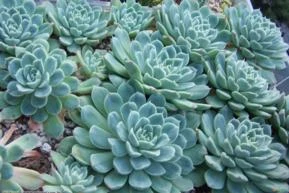 Rosa de Pedra Elegans ( Echeveria Elegans )