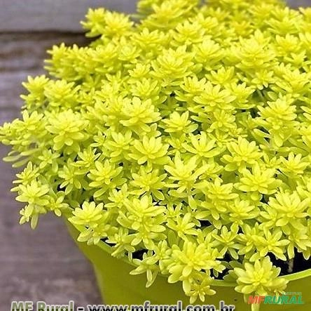 Sedum dourado ( Sedum adolphi ) Imagem Sedum dourado ( Sedum adolphi )