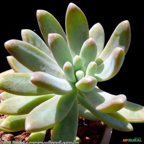 Sedum carnicolor Imagem Sedum carnicolor