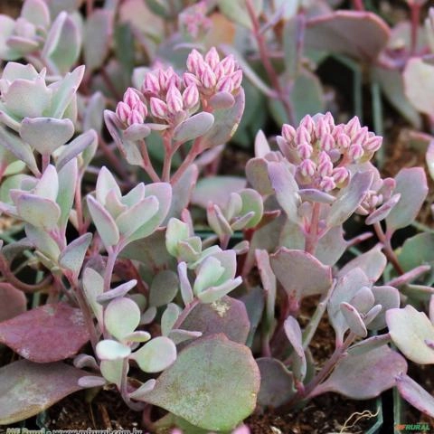 Stonecrop penhasco ( Sedum cauticola ) Imagem Stonecrop penhasco ( Sedum cauticola )