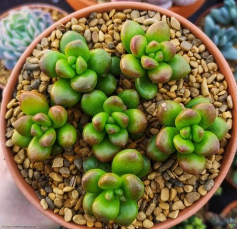 Sedum lucidum (sob encomenda) Imagem Sedum lucidum (sob encomenda)