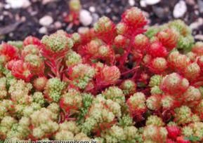 Sedum lydium (Indisponível - sob encomenda)