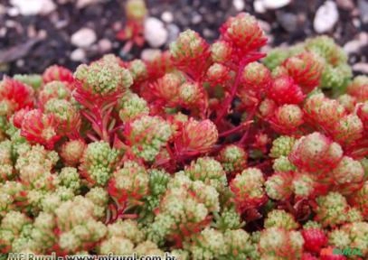 Sedum lydium (Indisponível - sob encomenda) Imagem Sedum lydium (Indisponível - sob encomenda)