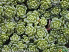 Sedum oreganum (Indisponível - sob encomenda)