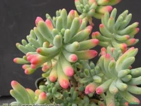 DEDO DE MOÇA (Sedum pachyphyllum)