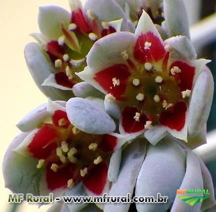 Pedra da lua (Sedum craigii) Sob encomenda Imagem Pedra da lua (Sedum craigii) Sob encomenda