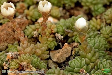 Sedum compactum (Indisponível - sob encomenda) Imagem Sedum compactum (Indisponível - sob encomenda)