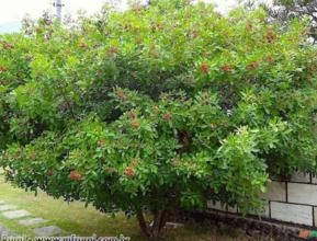 AROEIRA PIMENTEIRA (Schinus terebinthifolia)