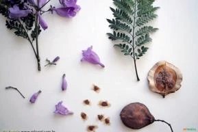 JACARANDÁ MIMOSO ( Jacaranda mimosifolia)