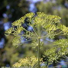 ANETO ENDRO (Anethum graveolens)