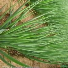 CEBOLINHA DE TEMPERO TODO ANO (Allium fistulosum)