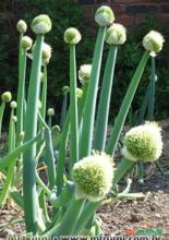 CEBOLINHA VERDE ( Allium fistulosum)