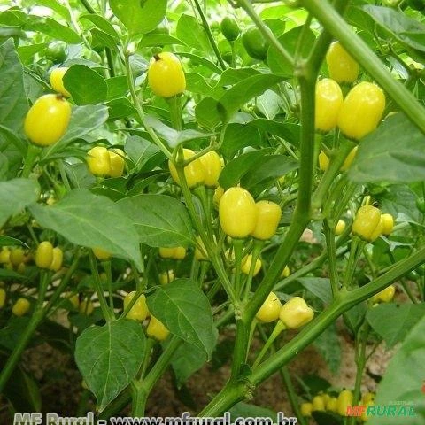 PIMENTA CUMARI DO PARAGUACI (Capsicum Fructes-cens.)