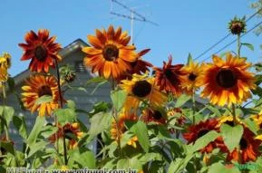 GIRASSOL OUTONO BONITO SORTIDO (Helianthus annuus.)