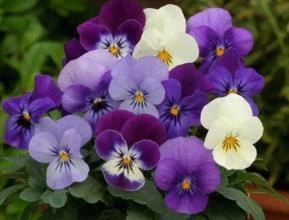 AMOR PERFEITO MINI DOBRADO SCOTCH (Viola tricolor.)