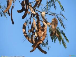 ANGICO DO CERRADO (Anadenanthera falcata.)