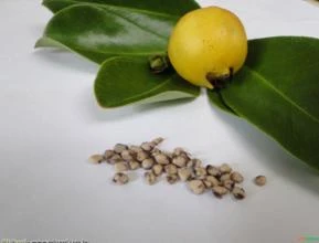 ARAÇA AMARELO (Psidium cattleianum)