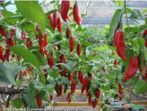 PIMENTA DE CAYENNE DEDO DE MOÇA (Capsicum baccatum)