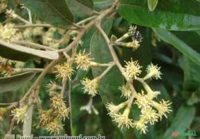 CANDEIA/CAMBARÁ PEROLA (Gochnatia polymorpha.) Apenas sob encomenda – sujeito a sazonalidade