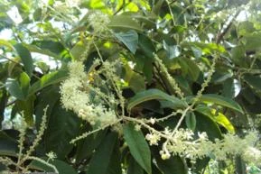 CAPIXINGUI ( Croton floribundus.)