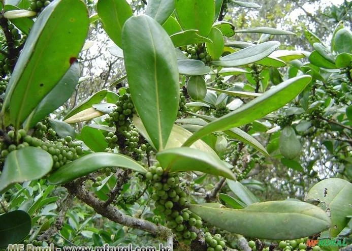 CAPOROROCA ( Rapanea ferruginea)