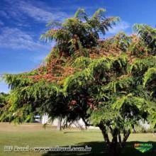 CASSIA VERMELHA (Cassia renigera.) Sob encomenda