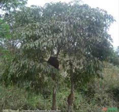 CHÁ DE BUGRE (Cordia sellowiana.)