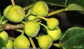 FIGUEIRA BRANCA (Ficus guaranitica.)