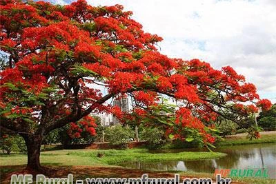 FLAMBOYANT VERMELHO ( Delonix regia)