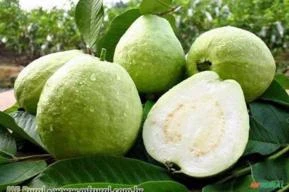 GOIABA BRANCA ( Psidium guajava)