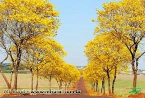 IPÊ AMARELO DA CASCA LISA ( Tabebuia chrysotricha) Apenas sob encomenda - sujeito a sazonalidade