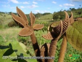 IPÊ FELPUDO ( Zeyheria tuberculosa) Sob encomenda