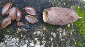 JEQUITIBA VERMELHO ( Cariniana legalis) Apenas sob encomenda – sujeito a sazonalidade