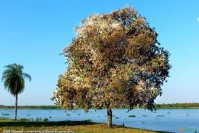 LOURO PARDO ( Cordia trichotoma)