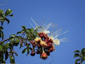 MIRINDIBA ( Lafoensia glyptocarpa.)