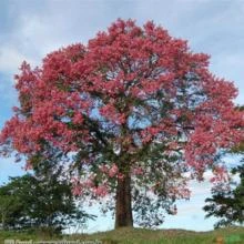 PAINEIRA ROSA ( Ceiba speciosa )