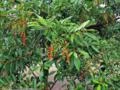 PAU VIOLA (Cyntharexyllum myrianthum.)