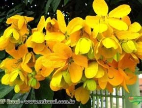 PAU FAVA ( Senna macranthera) Sob encomenda