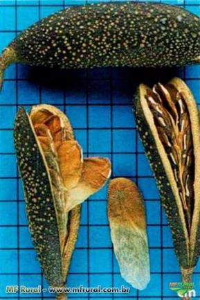 PEROBA ROSA ( Aspidosperma polyneuron ) Apenas sob encomenda – sujeito a sazonalidade PEROBA ROSA ( Aspidosperma polyneuron ) Apenas sob encomenda – sujeito a sazonalidade