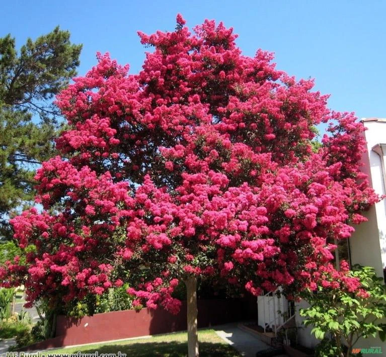 RESEDA GIGANTE (Lagerstroemia speciosa)