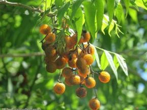 SABÃO DE SOLDADO (Sapindus saponaria.)