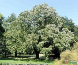 UVA JAPONESA (Hovenia dulcis.)