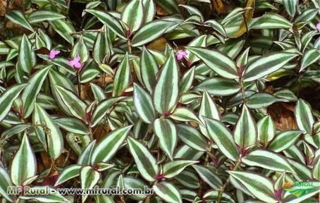 LAMBARI ROXO ( Tradescantia zebrina) Imagem LAMBARI ROXO ( Tradescantia zebrina)