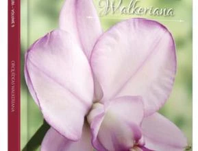 Coleção Rubi Volume 9 - Orquídeas Valquerianas