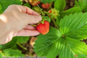 ADUBO PARA FRUTAS